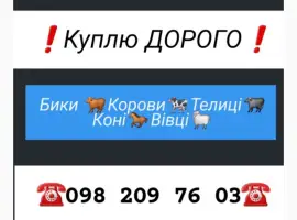 Зображення для оголошення Куплю ВРХ. Вінницька Хмельницька. Черкаська Житомирська Тернопільська Київська Чернівецька