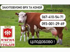 Зображення для оголошення Куплю ВРХ ДОРОГО! Корів