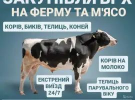 Зображення для оголошення Купить ВРХ Корів Коней Бичків Телиці Телята На М'ясо На Тримання
