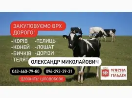 Зображення для оголошення Заготівля ВРХ та коней на мясо та утримання