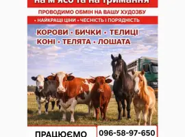 Зображення для оголошення Закуповуємо ВРХ Корови Коні Бички Телиці Телята На М'ясо Та На Тримання