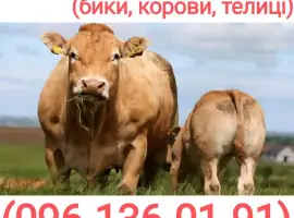 Зображення для оголошення Куплю худобу (бики