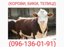 Зображення для оголошення Куплю худобу (бики