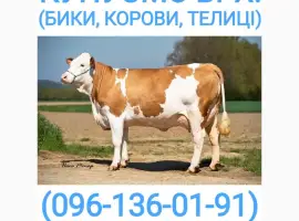 Зображення для оголошення Куплю молочні телята у Вінницькій