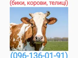 Зображення для оголошення Куплю худобу у Черкаській області
