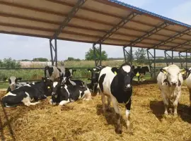 Зображення для оголошення Продам нетелей (Голштин). Ціна договірна. с.Дзигівка Могилів-Подільський р-н