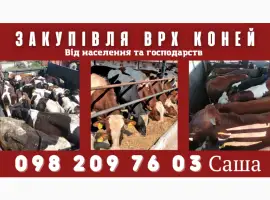 Зображення для оголошення Куплю КОРІВ БИКІВ КОНЕЙ від населення та господарств