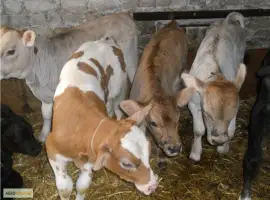 Зображення для оголошення Продам бычки
