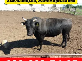 Зображення для оголошення Заготівля ВРХ Коней на території Хмельницької