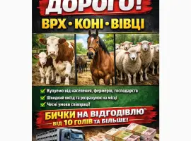 Зображення для оголошення Куплю ВРХ по Хмельницькій Житомирській Вінницькій областях