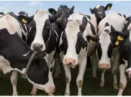 Зображення для оголошення Buy Pregnant Holstein Heifer Cattle