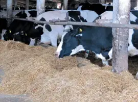 Зображення для оголошення Продам нетелі м’ясних порід від фермерського хозяйства зі 100 голів