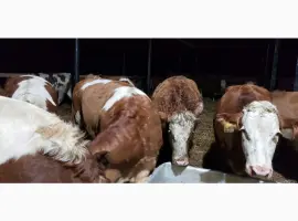 Зображення для оголошення Продам от производителя. Голштинскую и Семинталь породы коровы