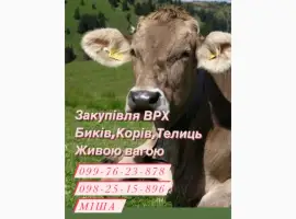 Зображення для оголошення Закупка ВРХ