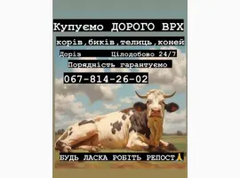 Зображення для оголошення Куплю врх бики корови