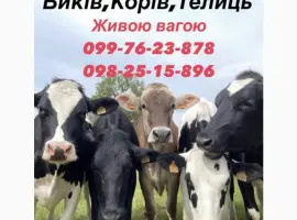 Зображення для оголошення Закупка коров Быков телок