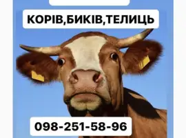 Зображення для оголошення Купуємо врх ДОРОГО корови бики