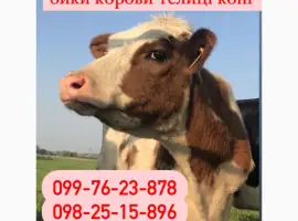 Зображення для оголошення Дорого куплю корів биків телиць