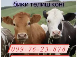 Зображення для оголошення Закупка врх бики корови телиці