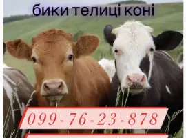Зображення для оголошення Закупка врх бики корови телиці