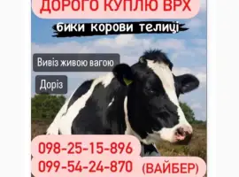 Зображення для оголошення Куплю корів биків