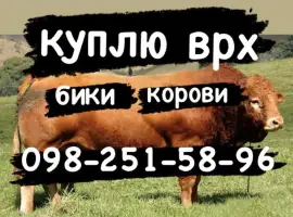 Зображення для оголошення Корови бики телиці куплю