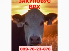 Зображення для оголошення М’ясопереробне Підприємство