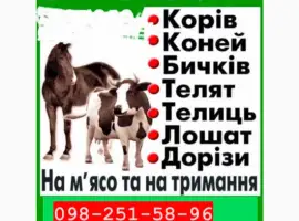 Зображення для оголошення Скуповуємо ВРХ