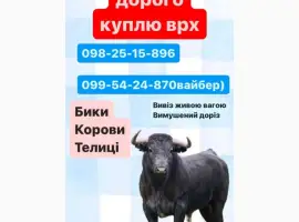 Зображення для оголошення Закуповуємо ВРХ по всій Харківській області