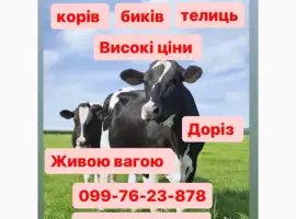 Зображення для оголошення Закупка ВРХ