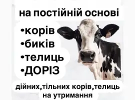 Зображення для оголошення Скуповую корів по населенню на ферму та мʼясо