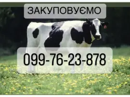 Зображення для оголошення Закуповуємо корів на мʼясо будь яка кількість