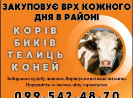 Зображення для оголошення Скупка коров биків