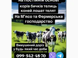 Зображення для оголошення Куплю ВРХ корів