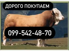 Зображення для оголошення Куплю ВРХ