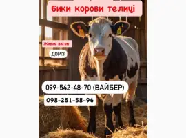 Зображення для оголошення Закуповуємо ВРХ