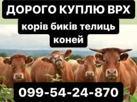 Зображення для оголошення Купляємо корів бичків телиць на мʼясо