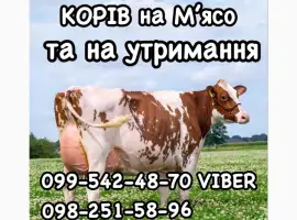 Зображення для оголошення Фермерське господарство «МРІЯ» закуповує ВРХ на утримання та забій
