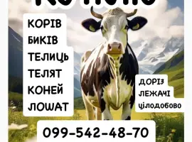 Зображення для оголошення Постійно закуповуємо ВРХ корови бички