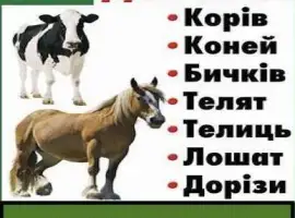 Зображення для оголошення Заготівля ВРХ