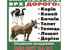 Зображення для оголошення Закупівля врх та коней