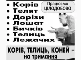 Зображення для оголошення Закупівля врх та коней бичків корів телят також купляємо ходобу на тримання
