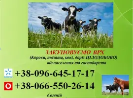 Зображення для оголошення Закупка ВРХ