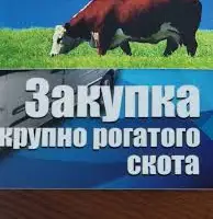Зображення для оголошення ДОРОГО Куплю худобу (бики