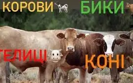 Зображення для оголошення ДОРОГО Корови на тримання та Мясо в Харьковской обл