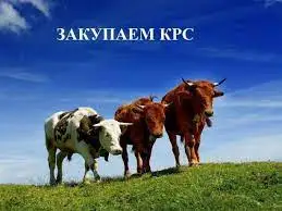 Зображення для оголошення Закуплю Телок в Харьковской обл