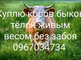 Зображення для оголошення Закупки крс