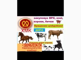 Зображення для оголошення Покупка крс