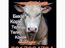 Зображення для оголошення Заготiвлi ВРХ