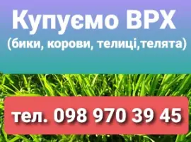 Зображення для оголошення Заготівля ВРХ у Полонському